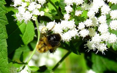 8 Best Native Plants for Oklahoma