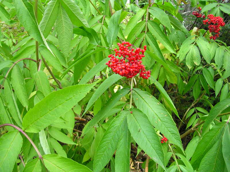 red berries on brown stem of a plant