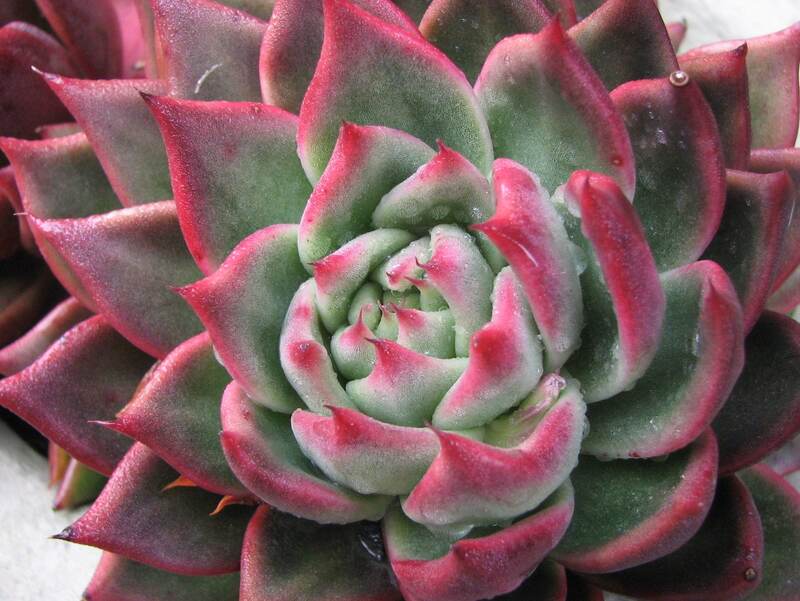 a pinkish succulent plant in a garden