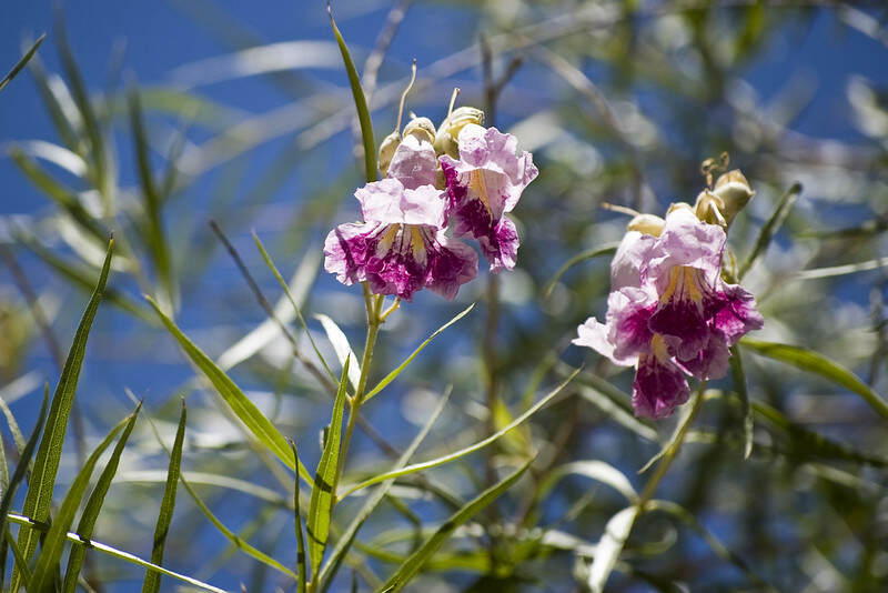 A beautiful close up of a pink colored desert willow