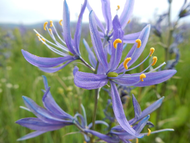 blue color flowers of common camas