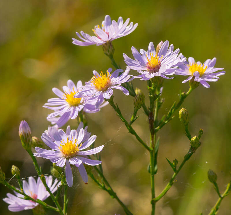 A close up of a beautiful smooth blue aster