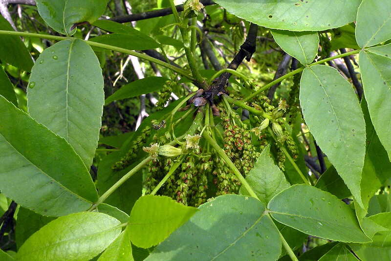 Beautiful closeup of green colored pignut hickory