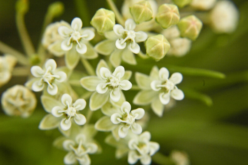 white flowers of whorled milkweed