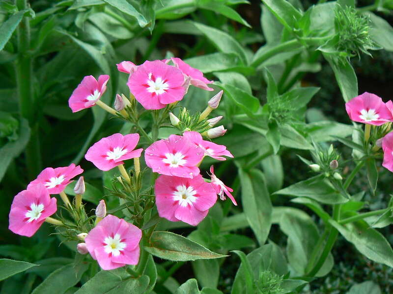 Pink colored flowers of fall phlox