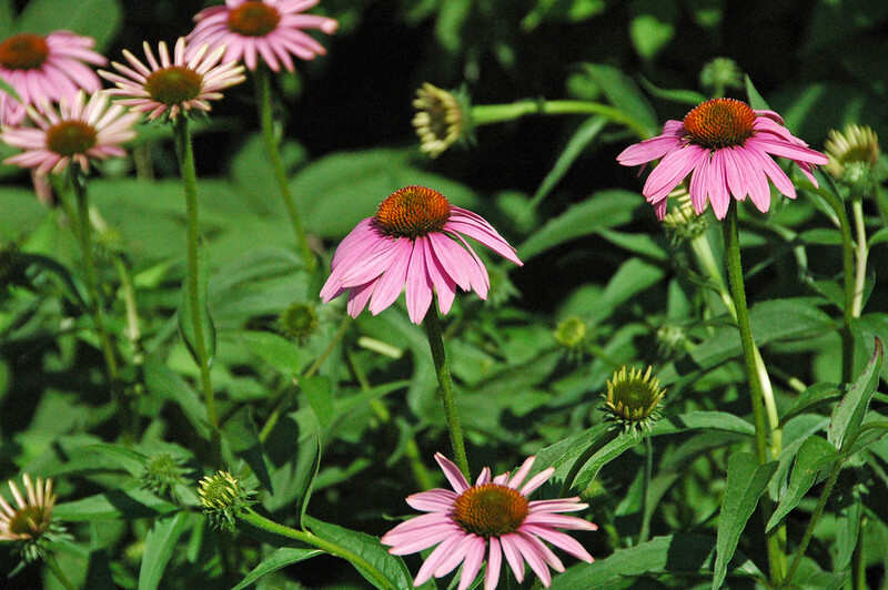 Many flowers of purple coneflower with green background