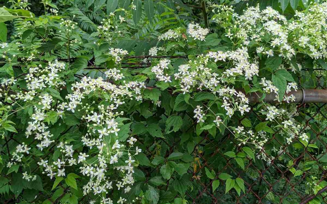 10 Best Native Plants for Michigan