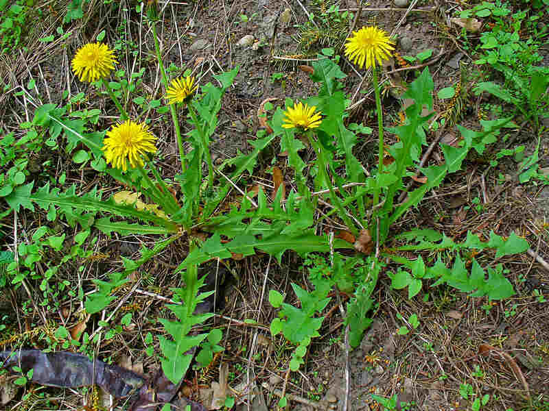 Yellow colored flowers of beautiful dandelion