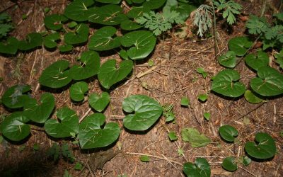 8 Best Native Plants for Tacoma, WA