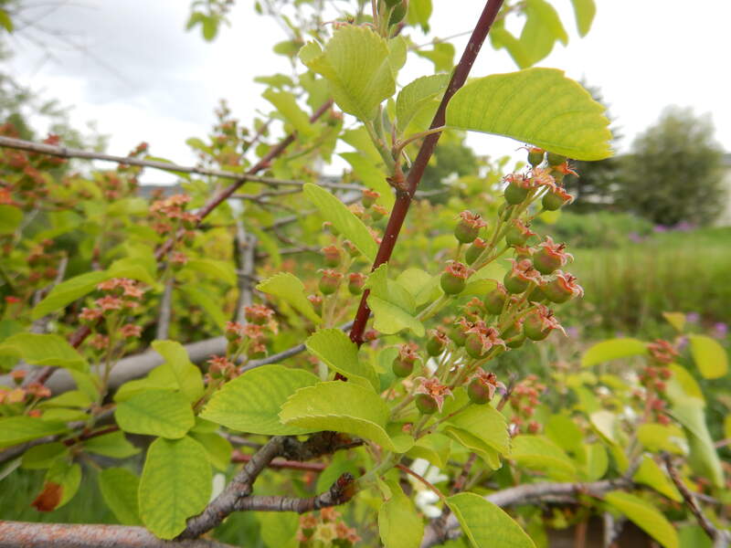 green leaves on brown stem of a saskatoon serviceberry