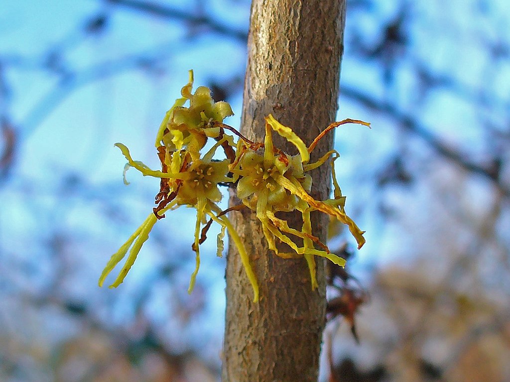 Yellow color american witch hazel