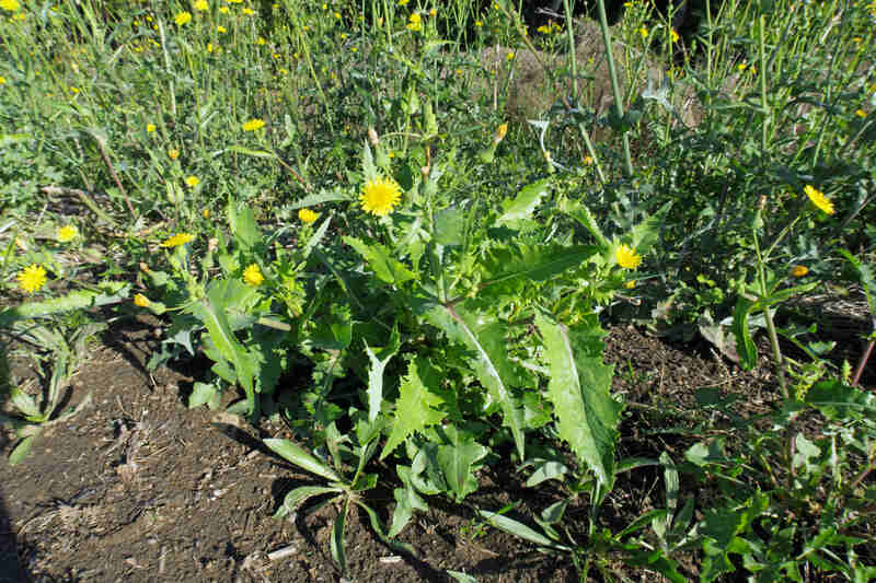 image of annual slow thistle