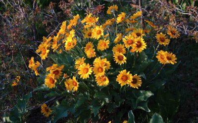 10 Best Native Plants for Idaho