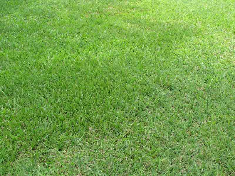 Bahiagrass in a lawn