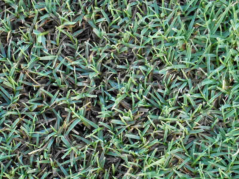 green colored Bermudagrass