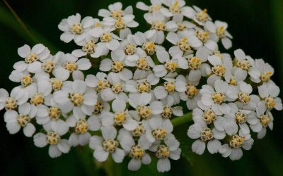 11 Best Native Plants for Your Tennessee Yard