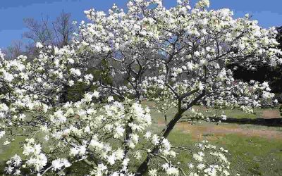 The 12 Best Trees to Plant in Arizona