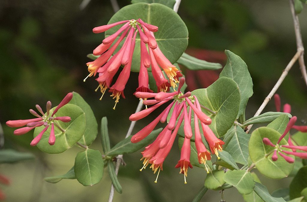 10 Best Native Plants for Richmond, VA