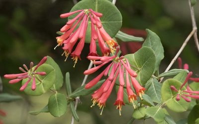 10 Best Native Plants for Richmond, VA