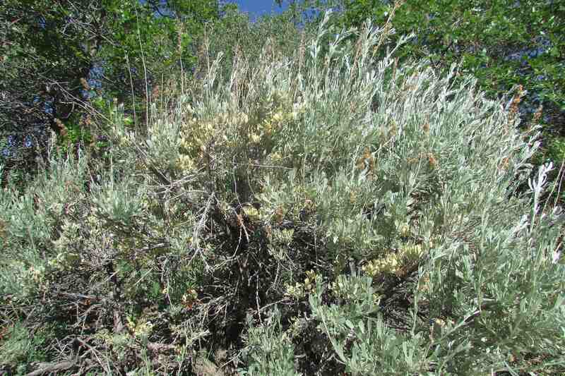 closeup image of Big Sagebrush native plant