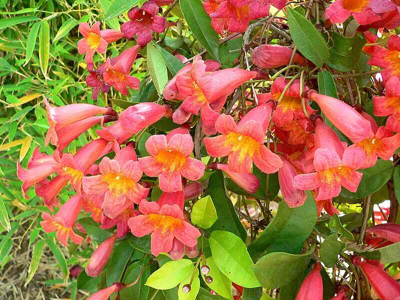 Beautiful red colored   crossvine plant