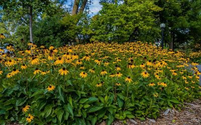 7 Low-Maintenance Landscaping Ideas for Virginia
