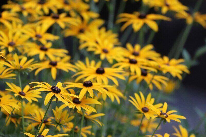 Bunch of yellow color black eyed flowers 