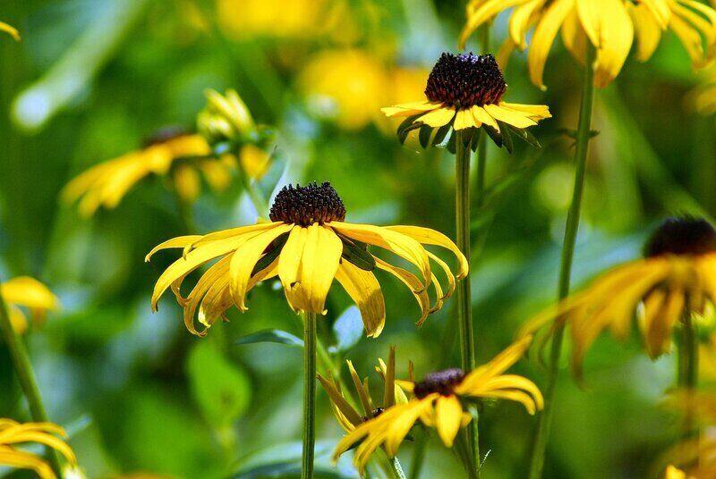 Yellow Color black eyed susan flower