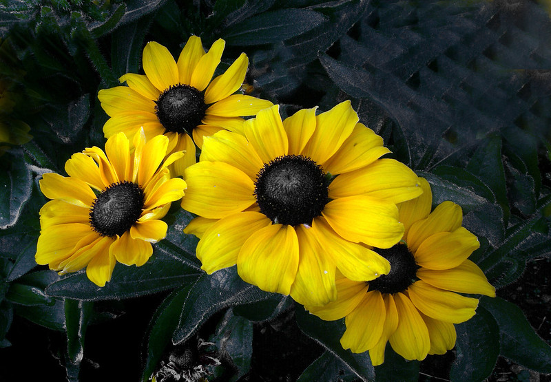 Yellow Color Black eyed susan flower