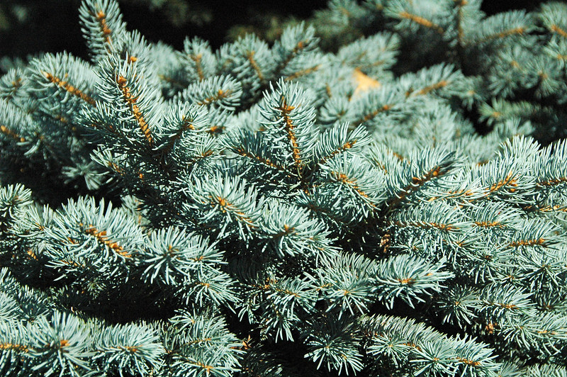 Blue Spruce Grass 