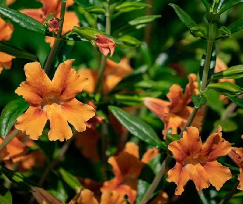 orange colored flowers