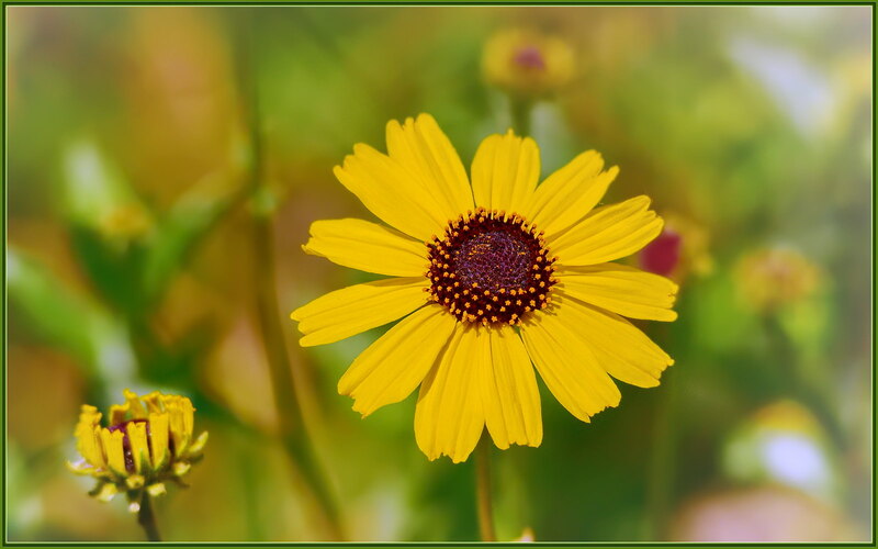 closeup image of Bush Sunflower