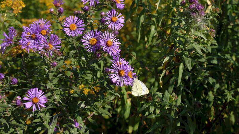 Bunch of Purple Color Butterfly milkweed flower
