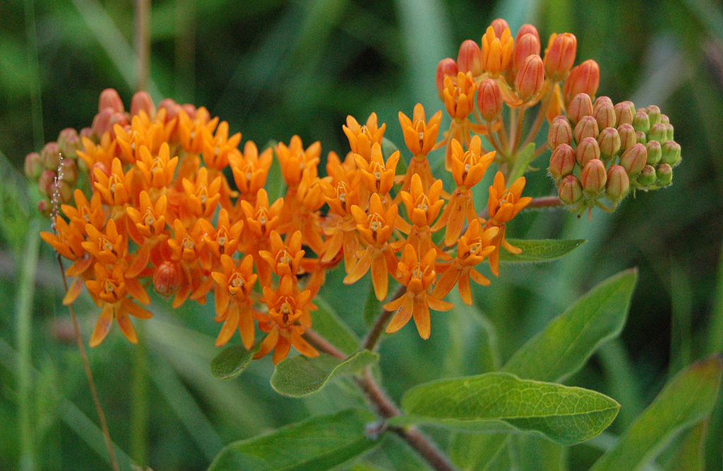 Small Orange color butterfly weed