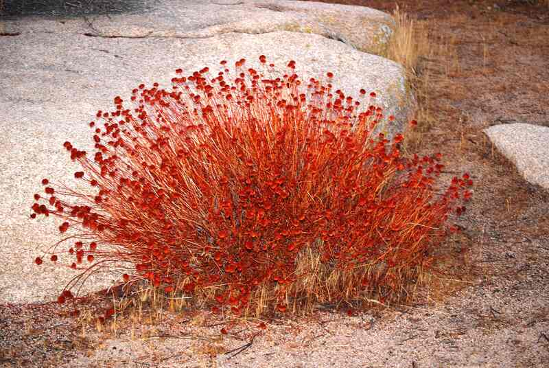 red colored shrub