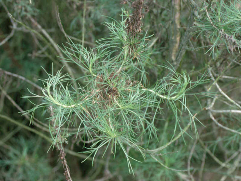 closeup image of California Sagebrush