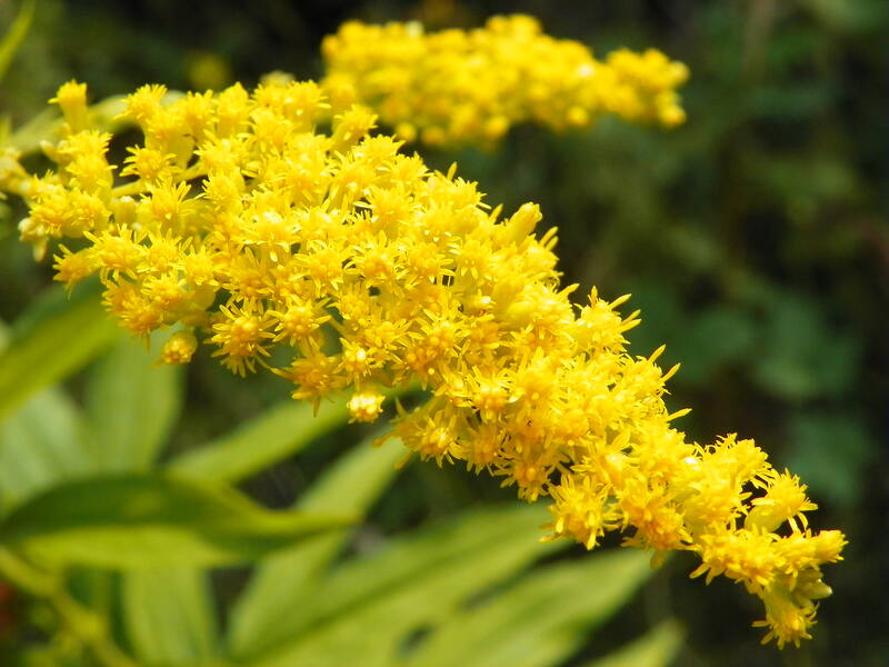 yellow colored flowers