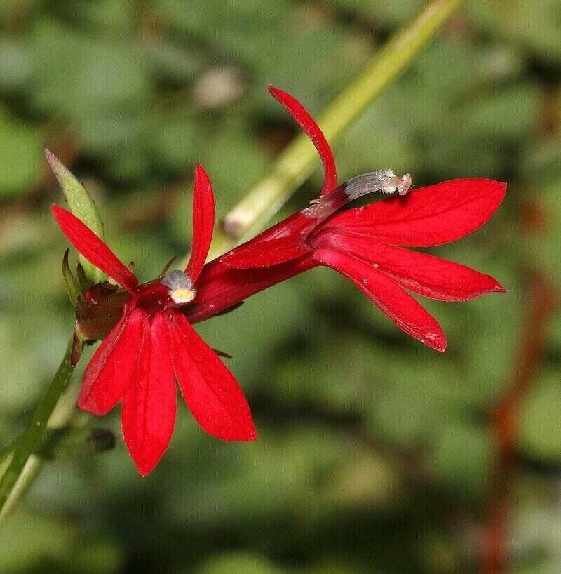 Red Cardinal Flower