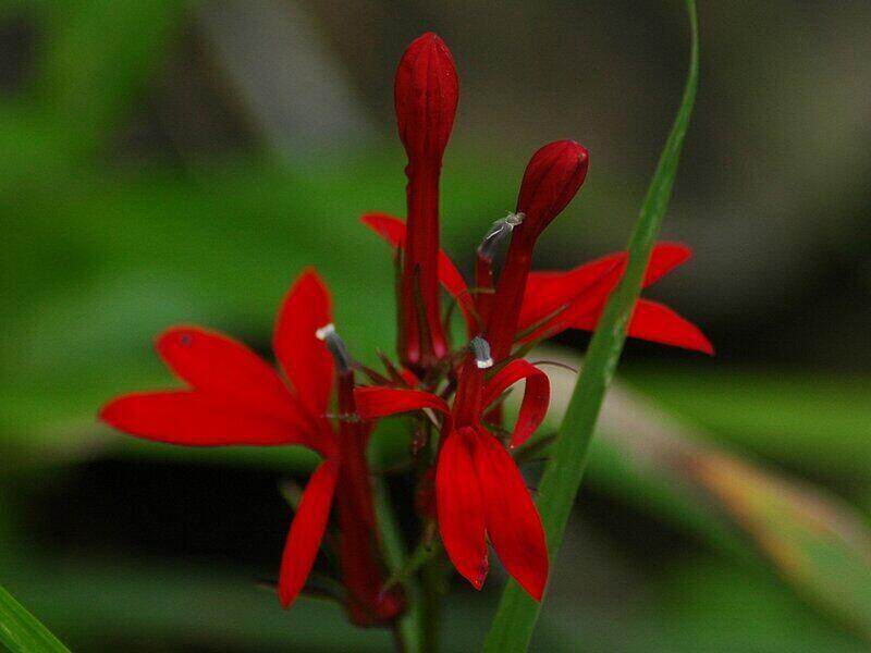 Red Color Tensil Like Cardinal Flower