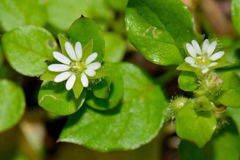 White color Chickweed flower 