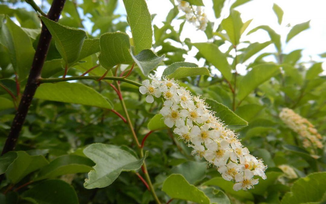 11 Best Native Plants for Maine