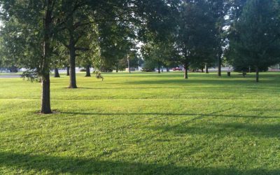 5 Best Grass Seeds for Kansas