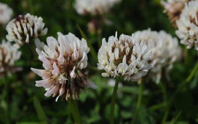 13 Most Common Lawn Weeds in Ohio (And How To Control Them)