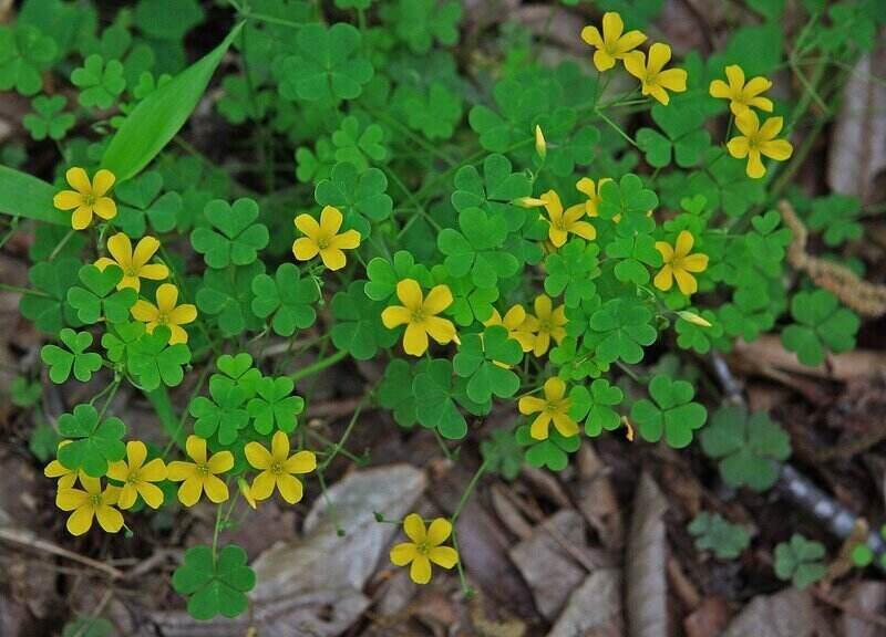 Yellow Color Woodsorrel Flower with green leaves