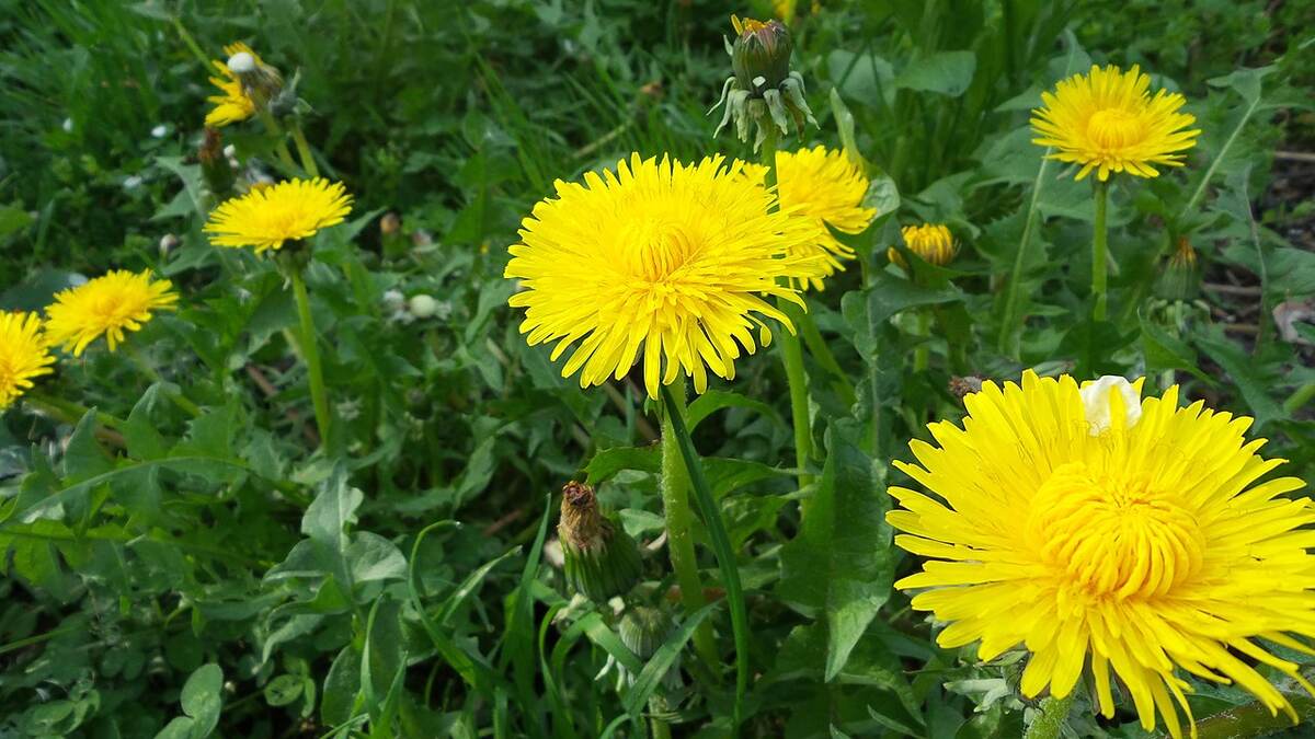 Beautiful yellow colored flowers of common dandelion
