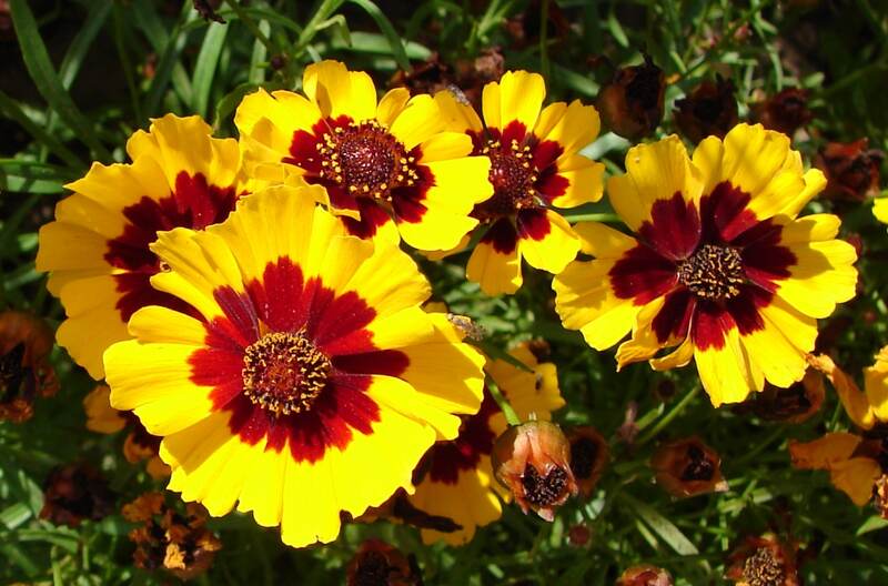 yellow color flowers with red color in the center