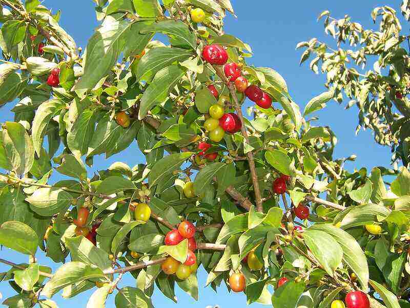 Cornelian Cherry Tree