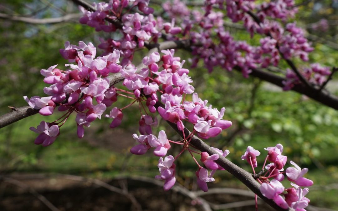 11 Best Native Plants for Virginia