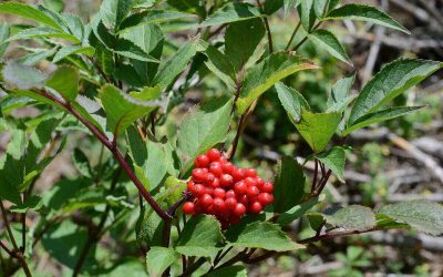 12 Best Native Plants for Western Washington