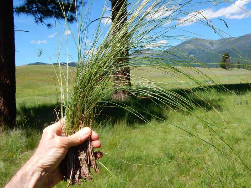 image of Festuca rubra - red fescue